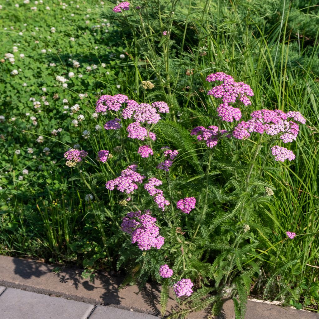 Achillée millefolium Cerise Queen