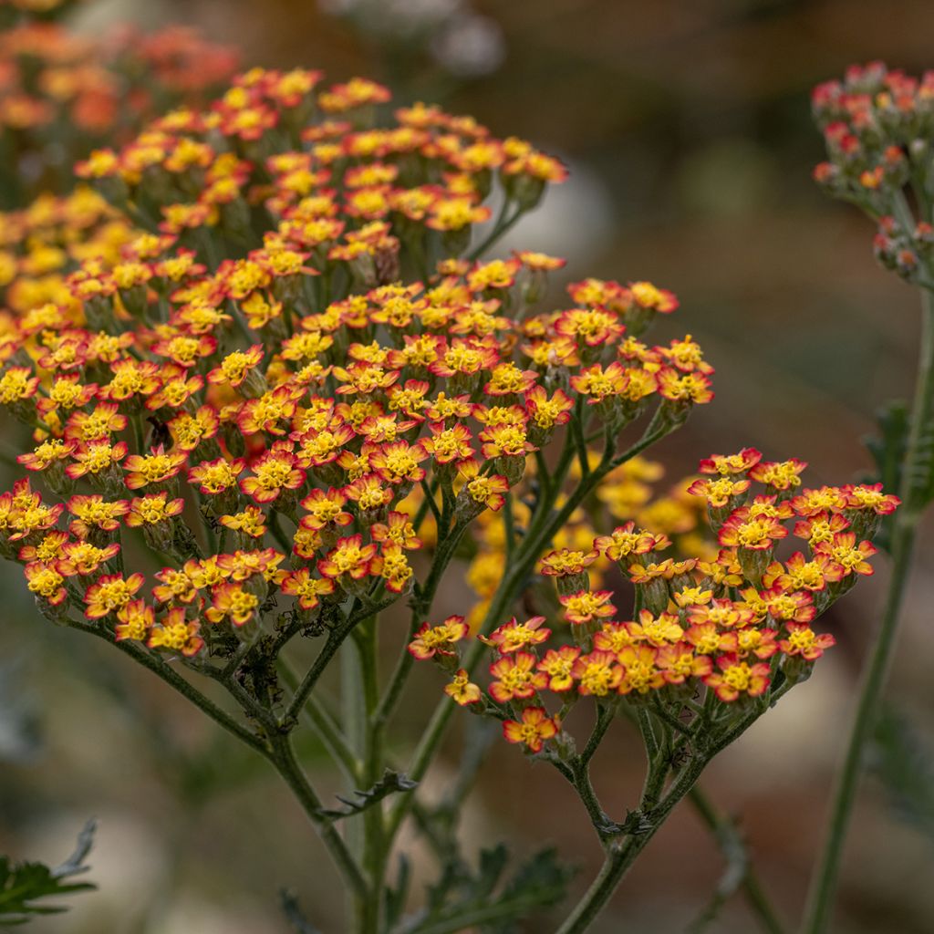 Achillée millefolium Feuerland