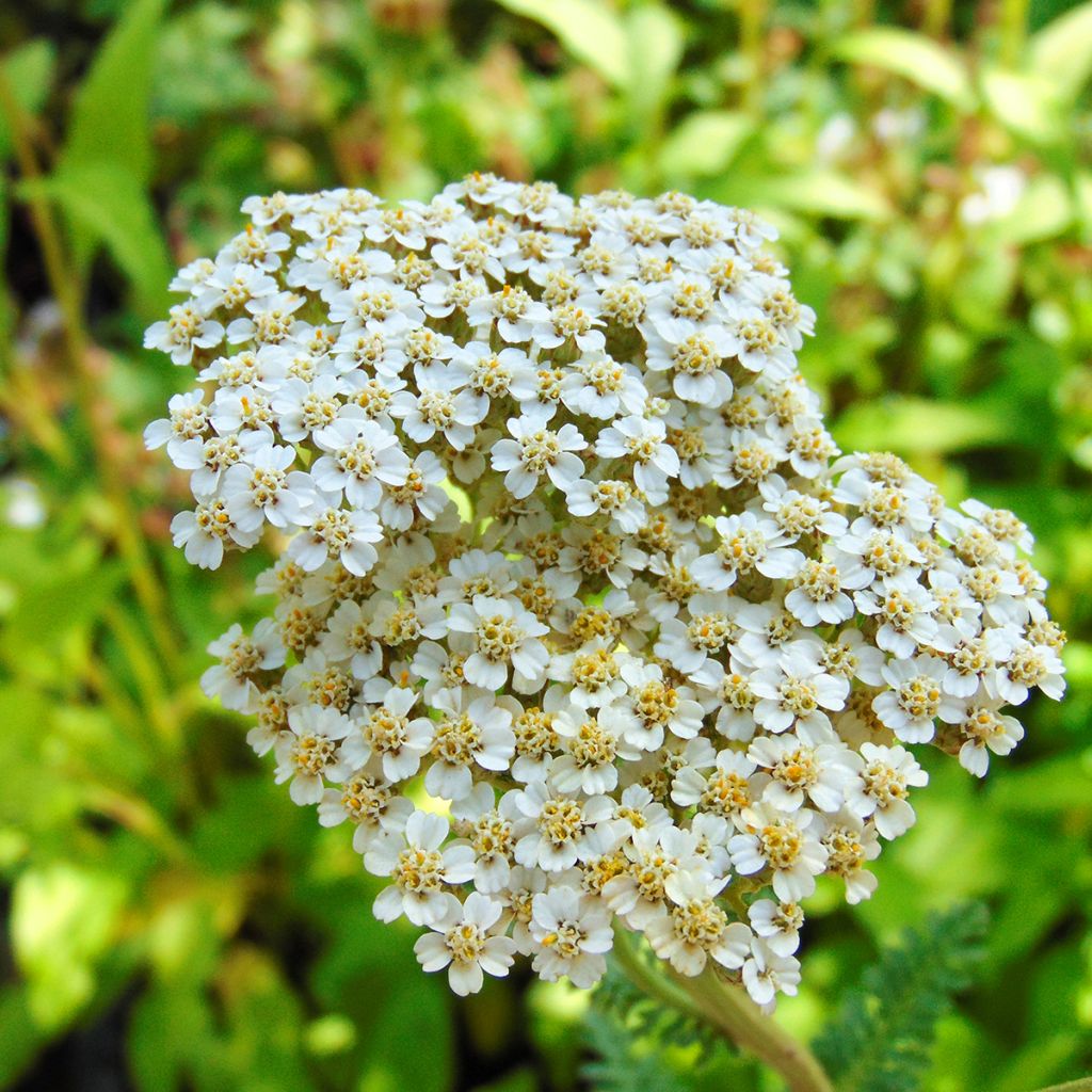 Achillée millefolium Heinrich Vogeler blanche