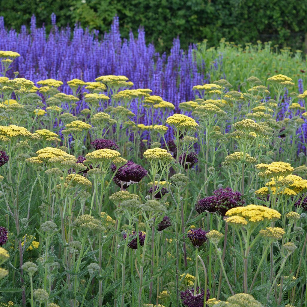 Achillée millefolium Hella Glashoff