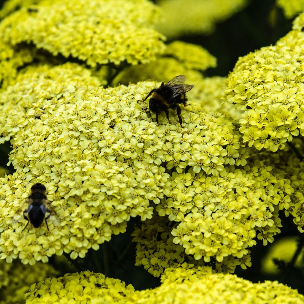 Achillée millefolium Hella Glashoff