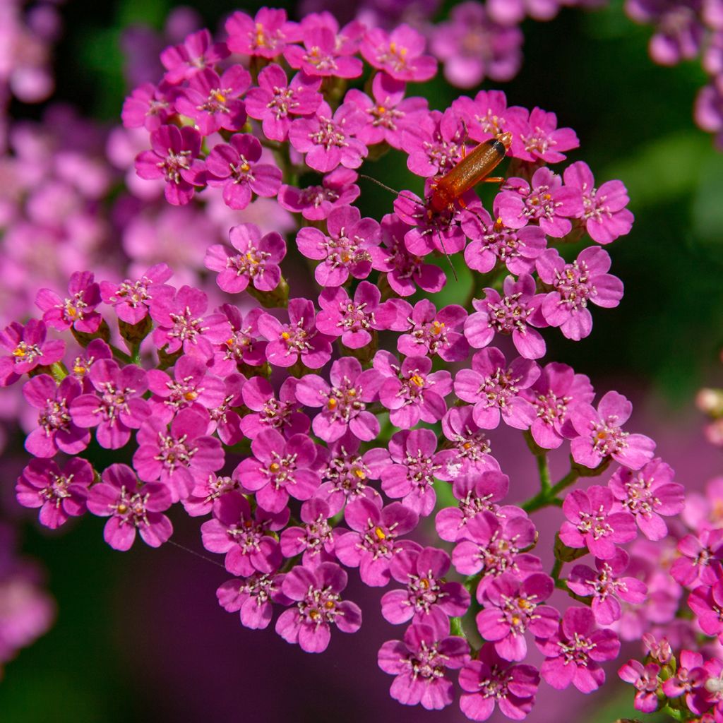 Achillée millefolium Lilac Beauty