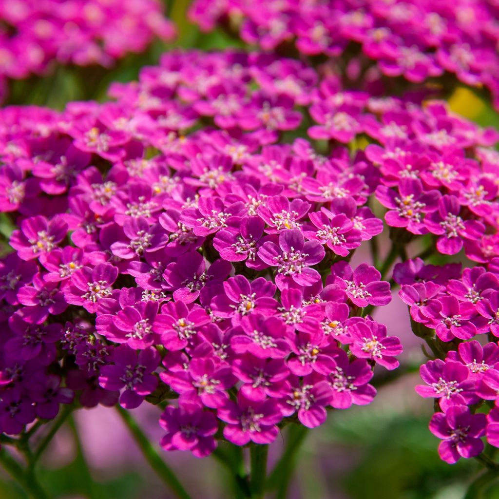 Achillée millefolium Lilac Beauty