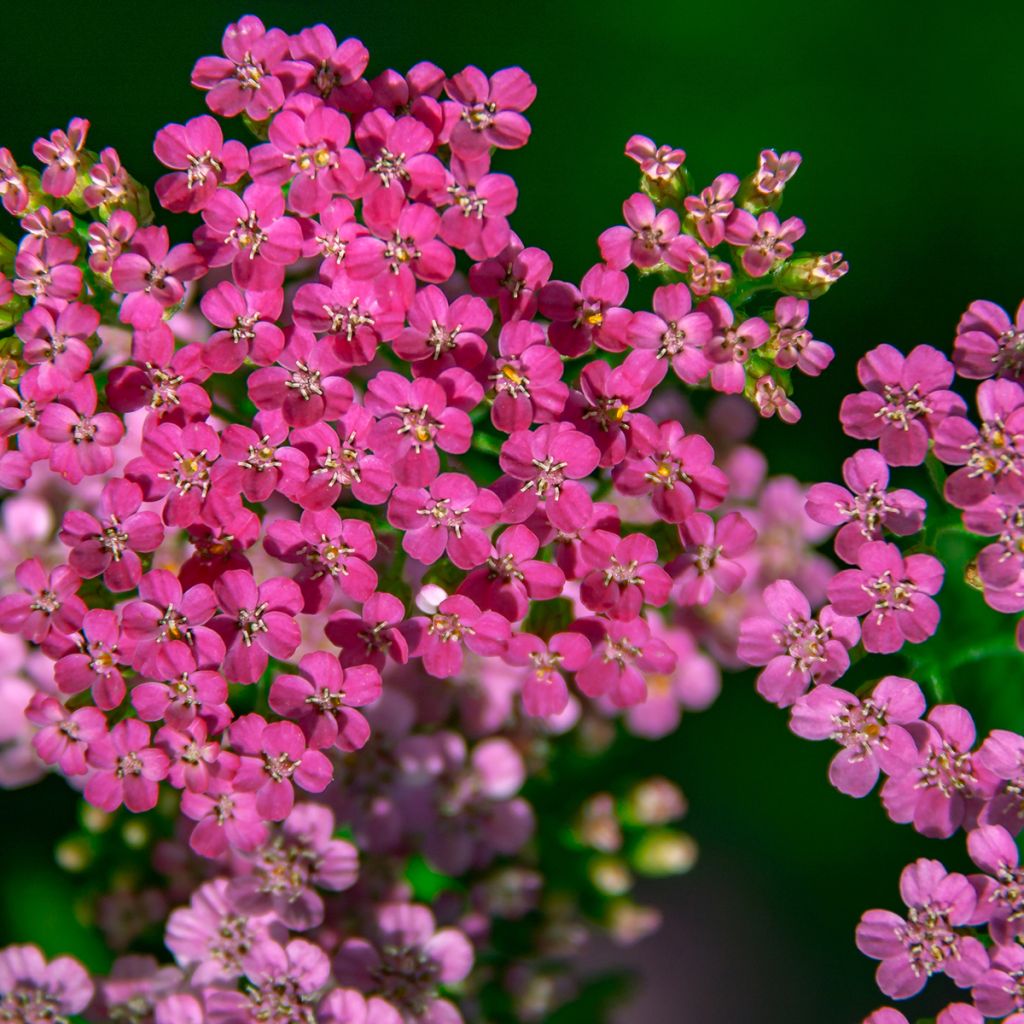 Achillée millefolium Lilac Beauty