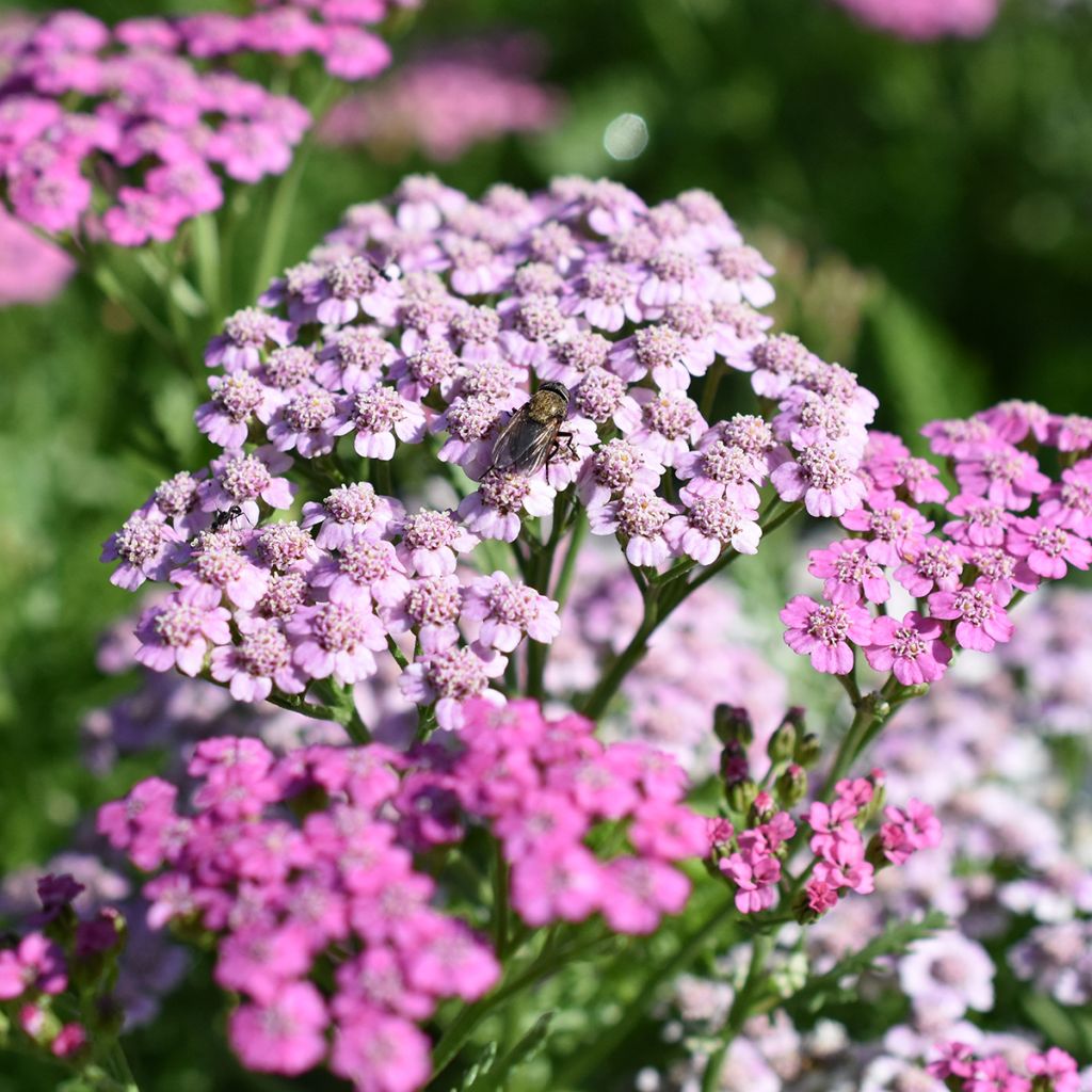 Achillée millefolium Lilac Beauty