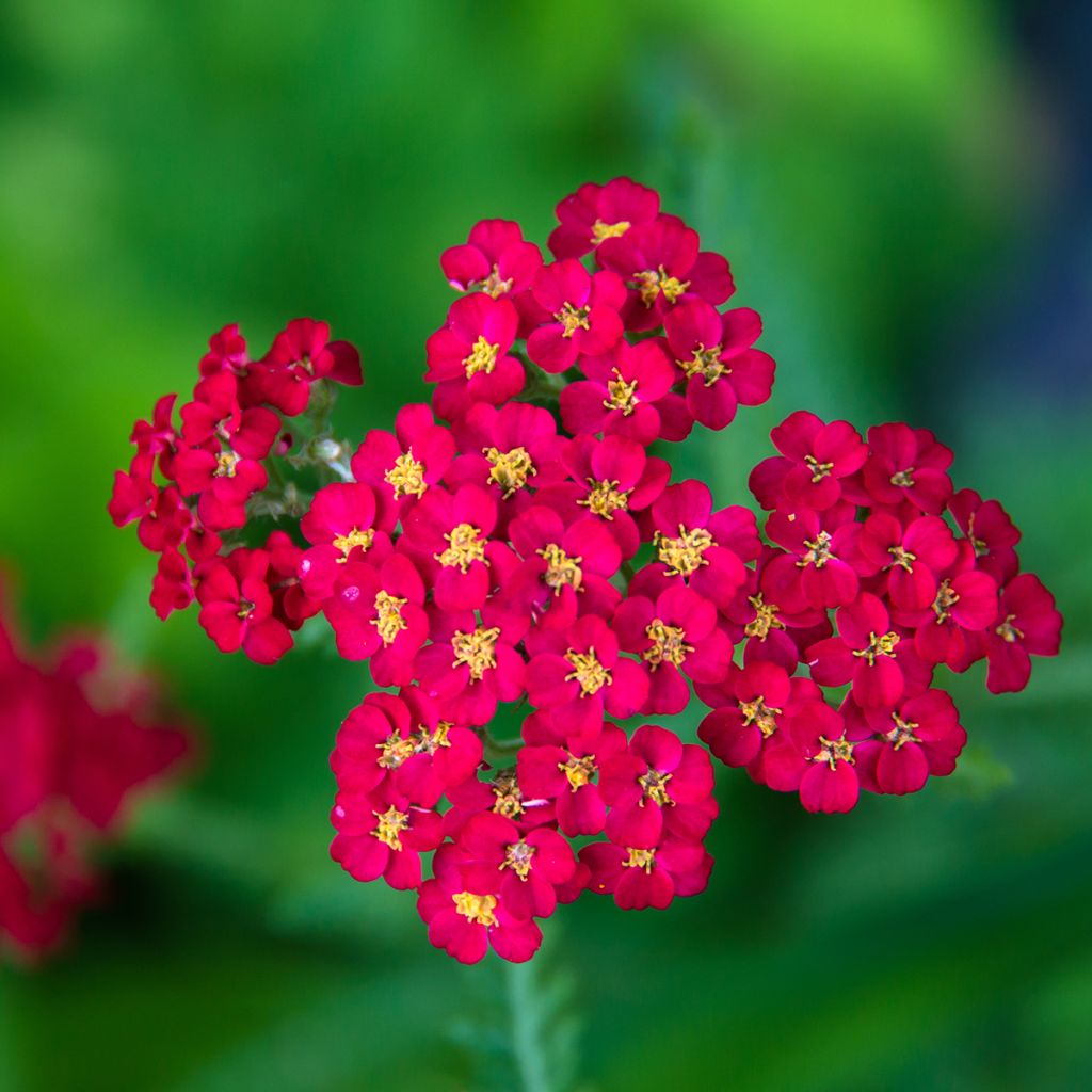 Achillea millefolium 'Paprika' - Achillée rouge paprika