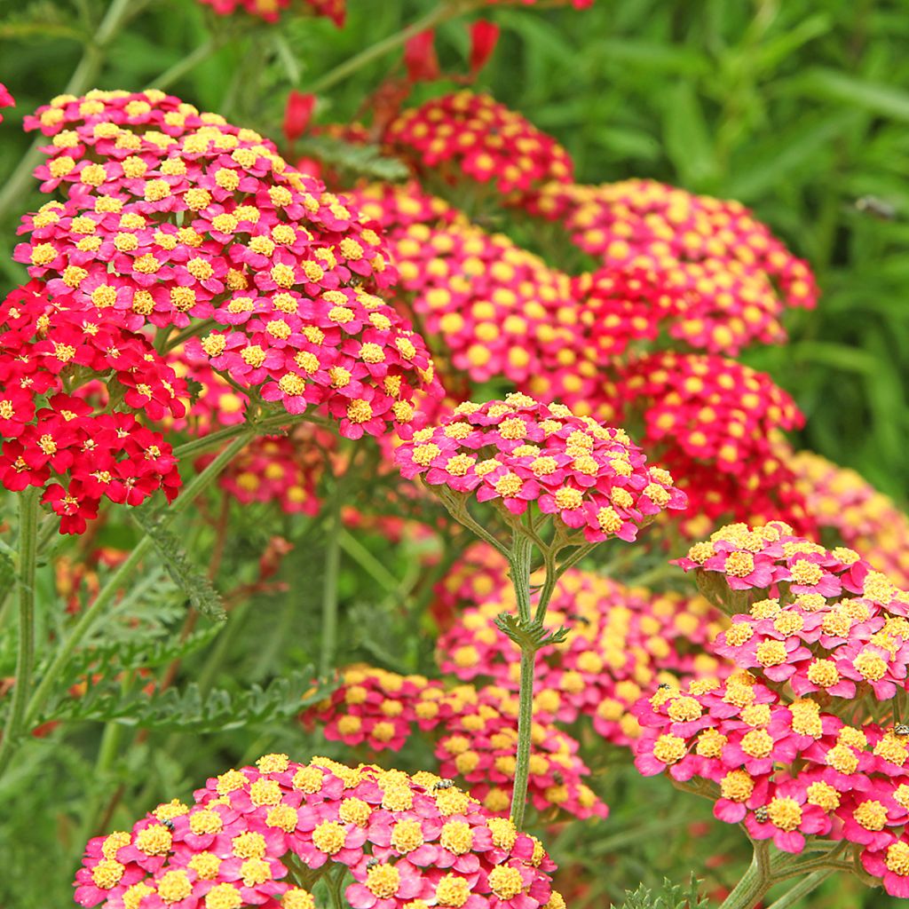 Achillée millefolium Paprika