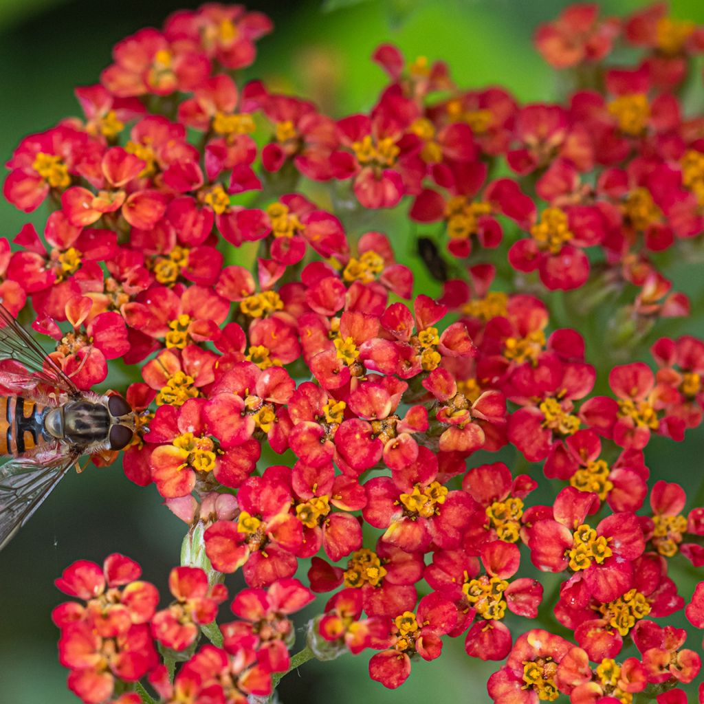 Achillée millefolium Paprika