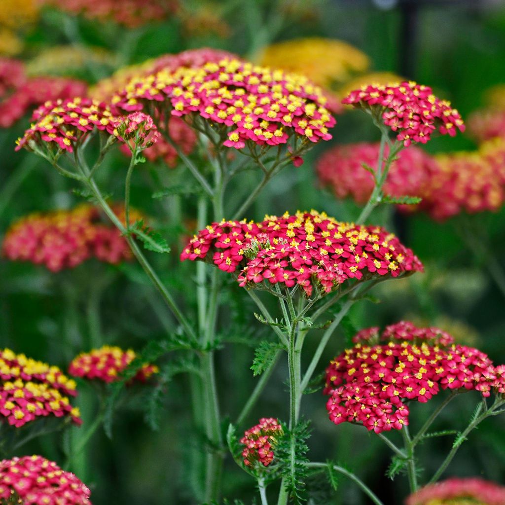 Achillée millefolium Paprika