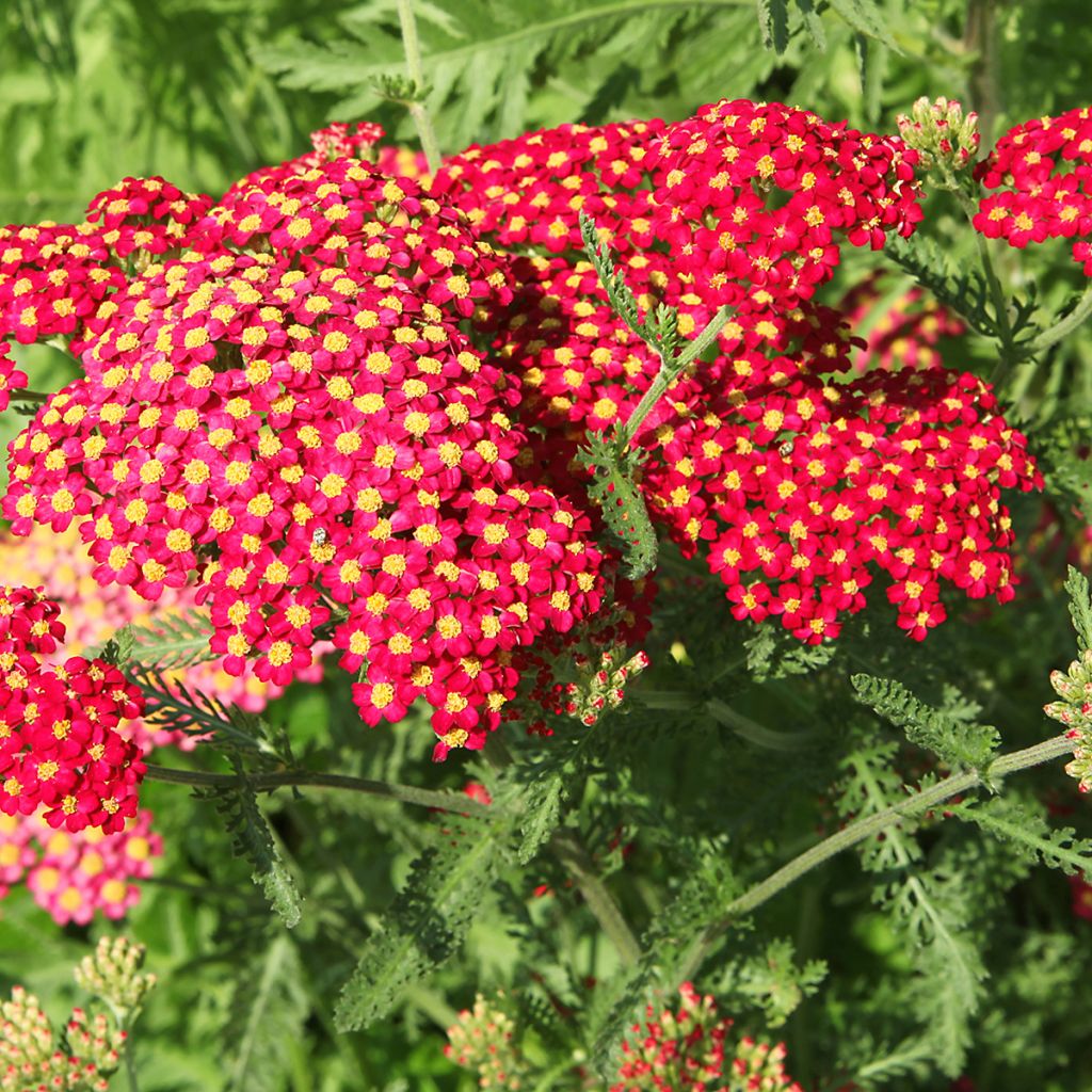 Achillée millefolium Paprika