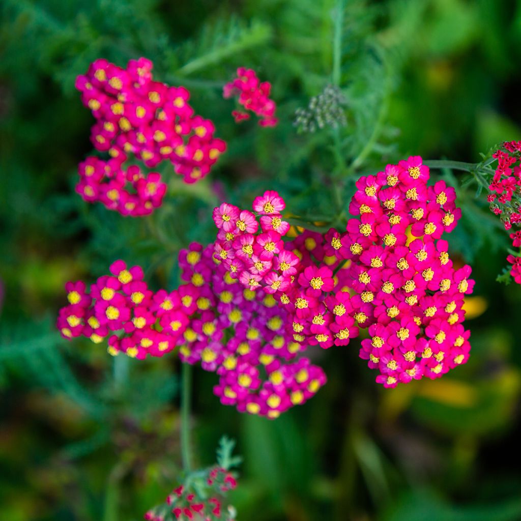 Achillée millefolium Paprika