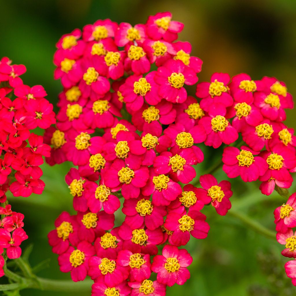 Achillée millefolium Paprika