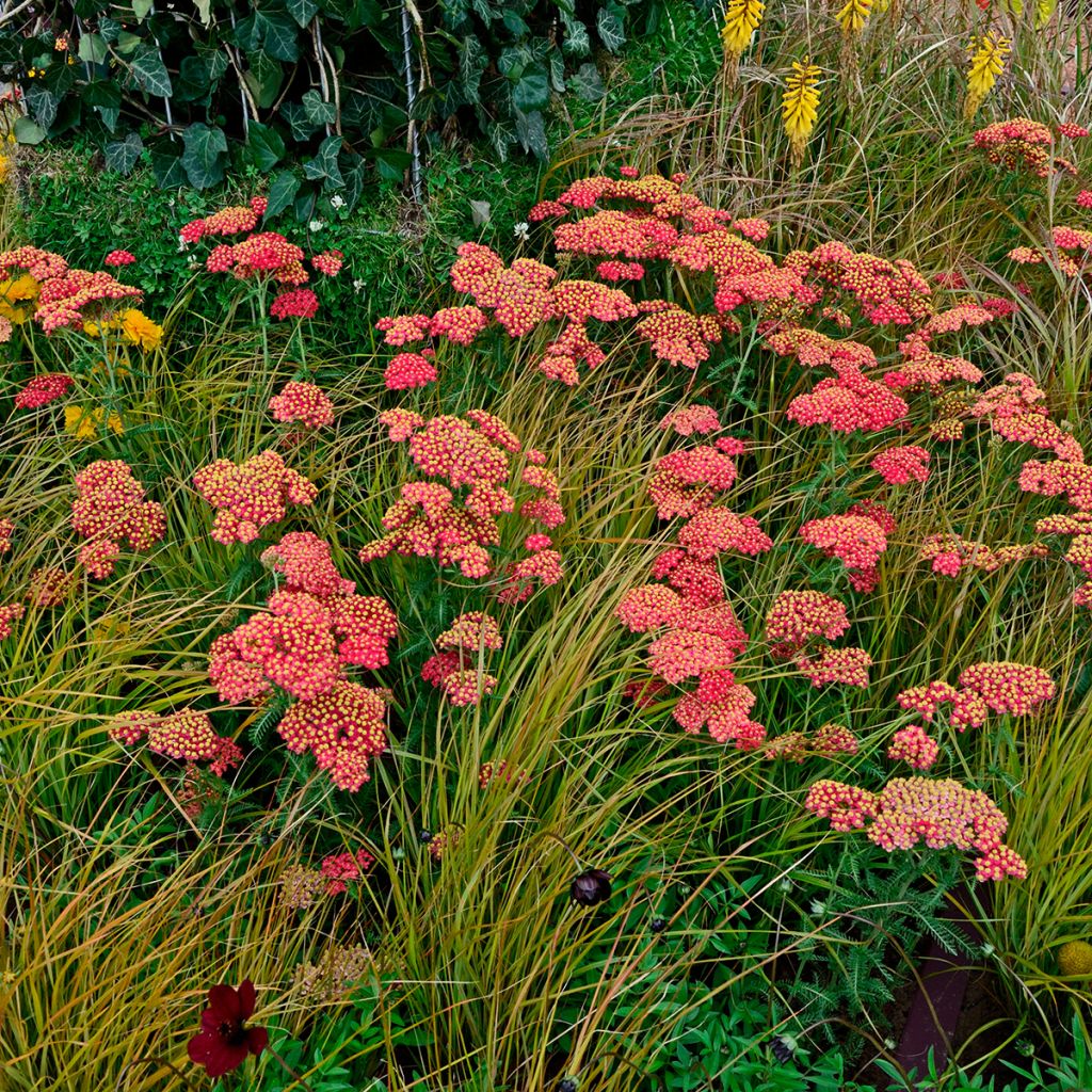 Achillea millefolium 'Paprika' - Achillée rouge paprika