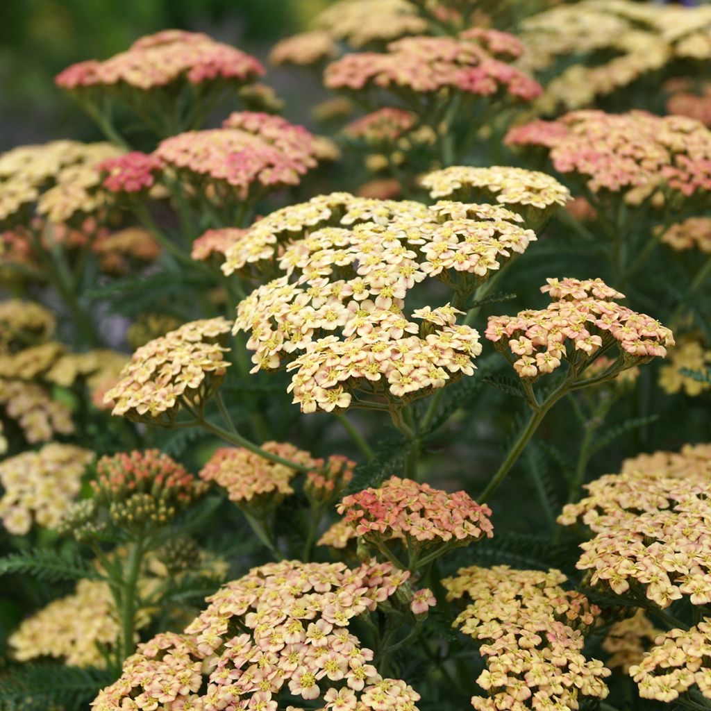 Achillée millefolium Peachy Seduction