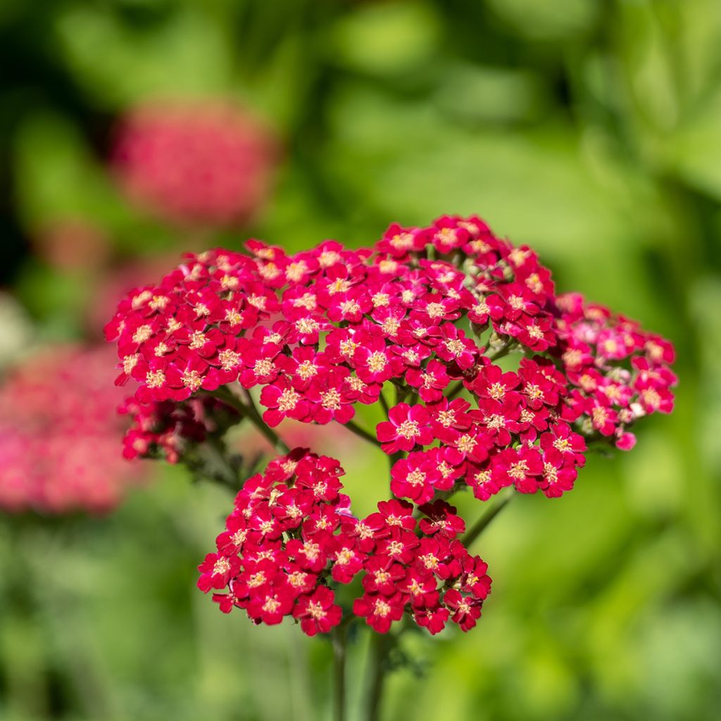 Achillée millefolium Red Velvet