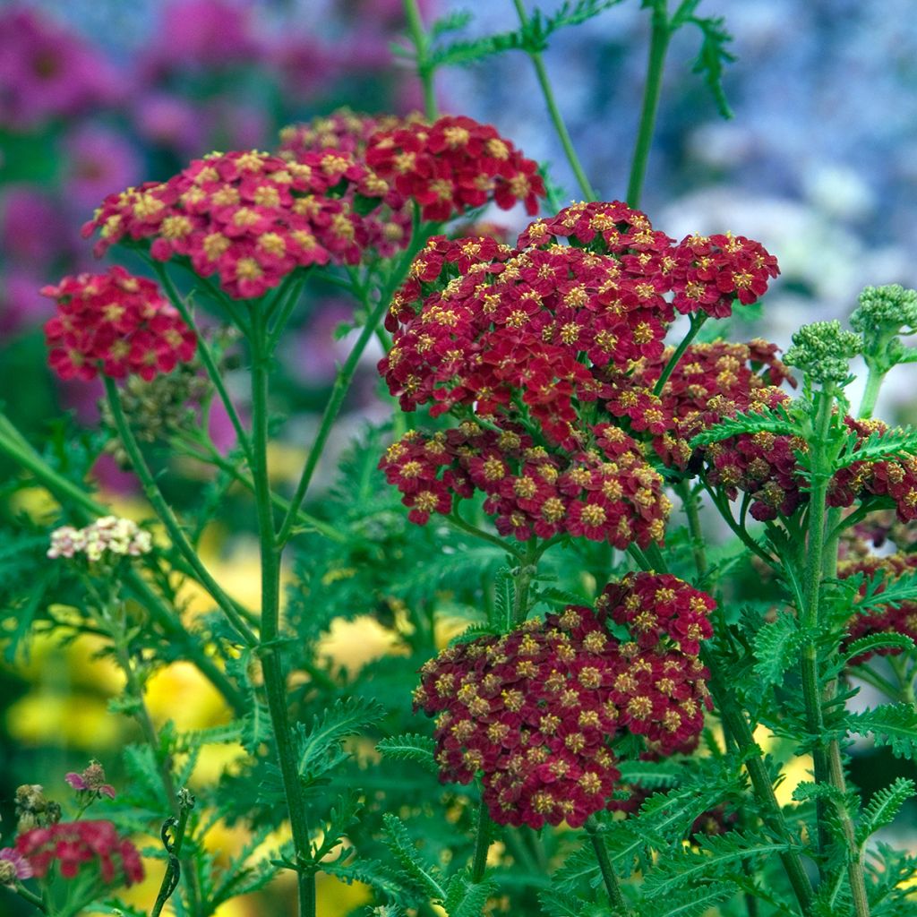 Achillée millefolium Red Velvet