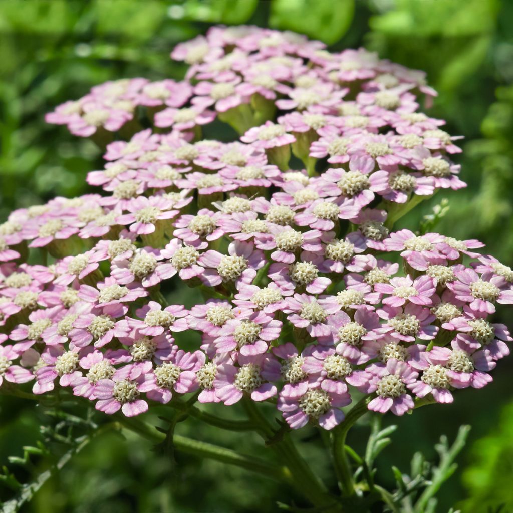 Achillée millefolium Summer Pastels