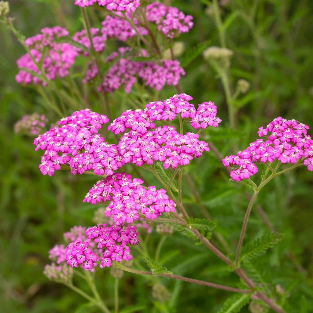 Achillée millefolium Summer Pastels