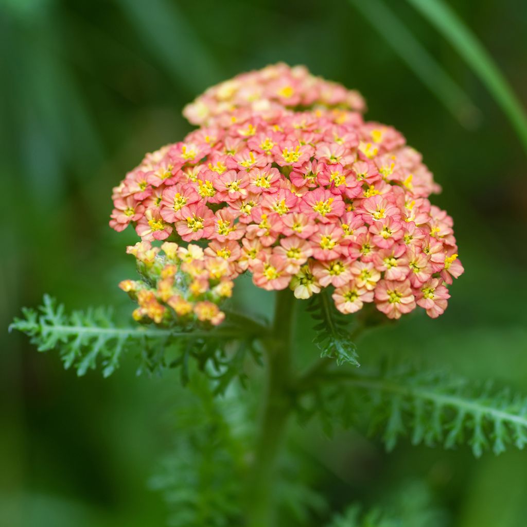 Achillée millefolium Summer Pastels