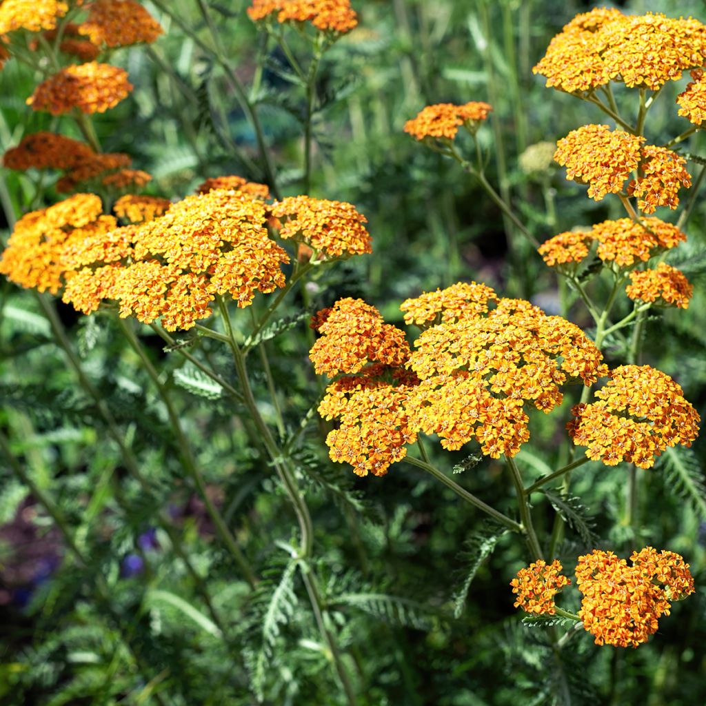 Achillée millefolium Terracotta