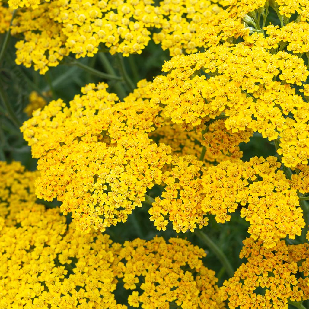 Achillée millefolium Terracotta