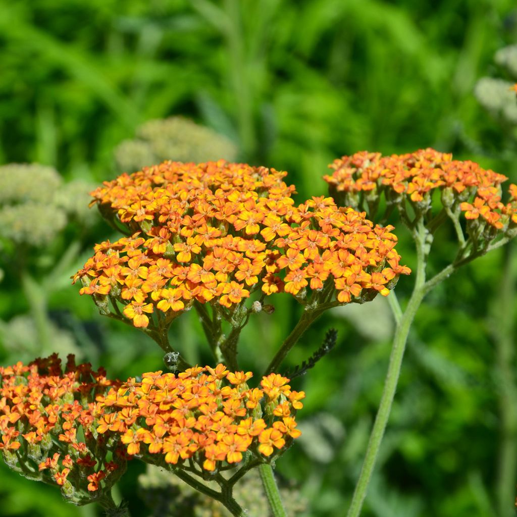 Achillée millefolium Terracotta