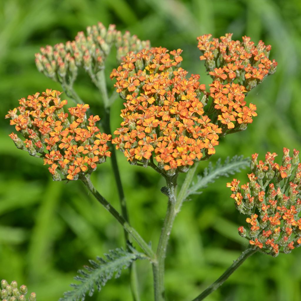 Achillée millefolium Terracotta