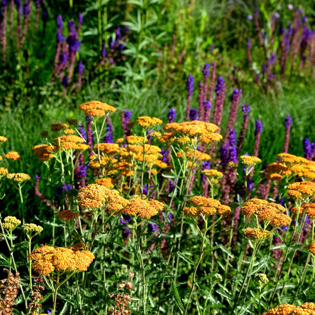 Achillée millefolium Terracotta