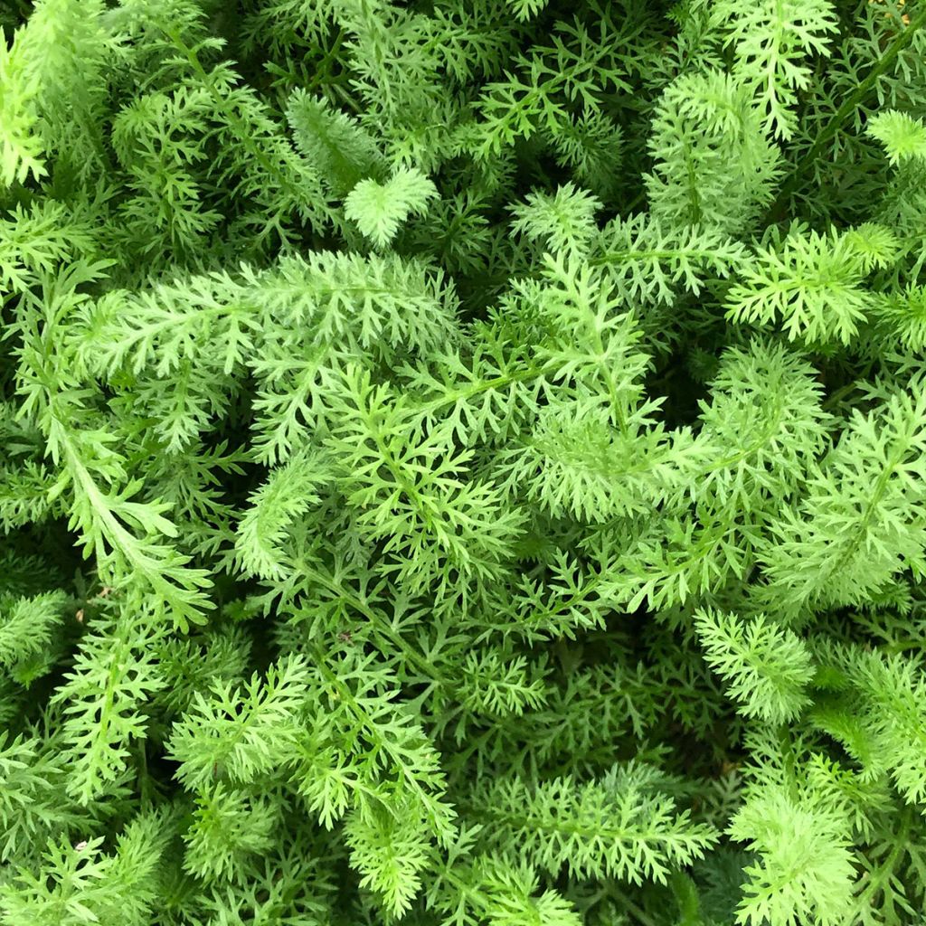 Achillée millefolium Paprika