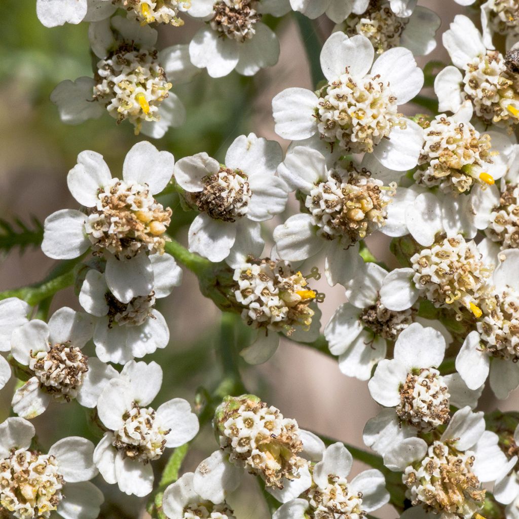 Achillée odorante - Achillea odorata