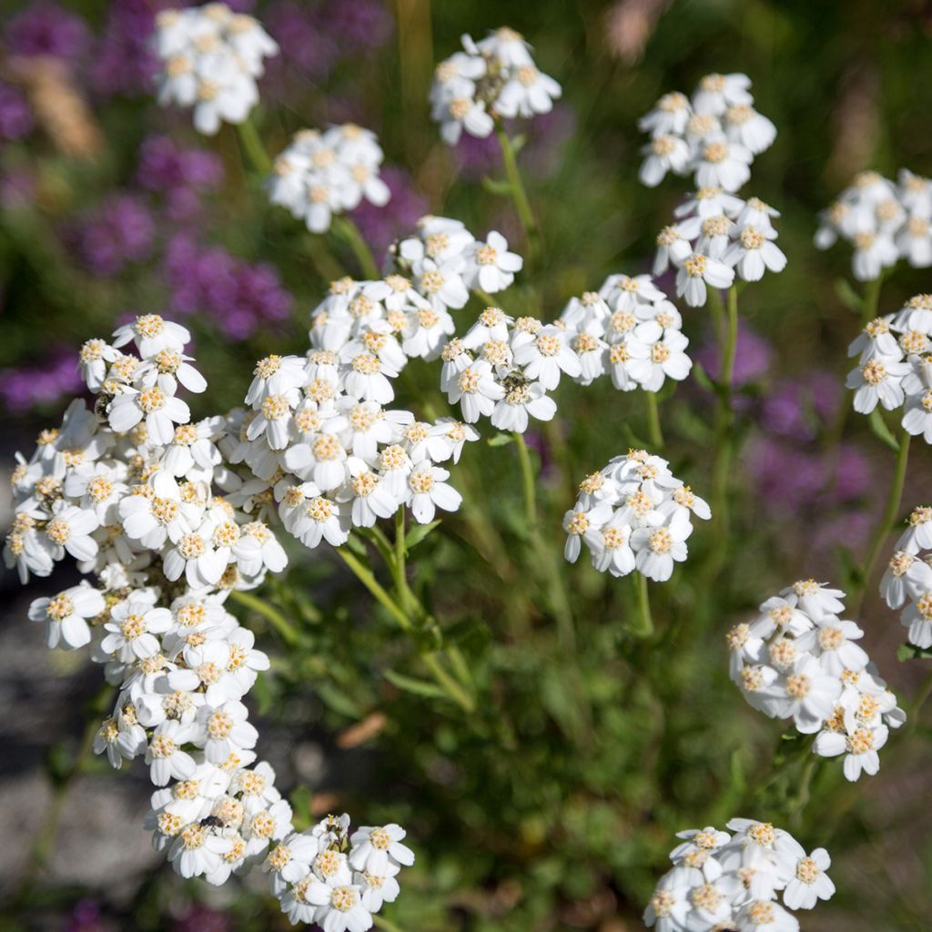 Achillée odorante - Achillea odorata