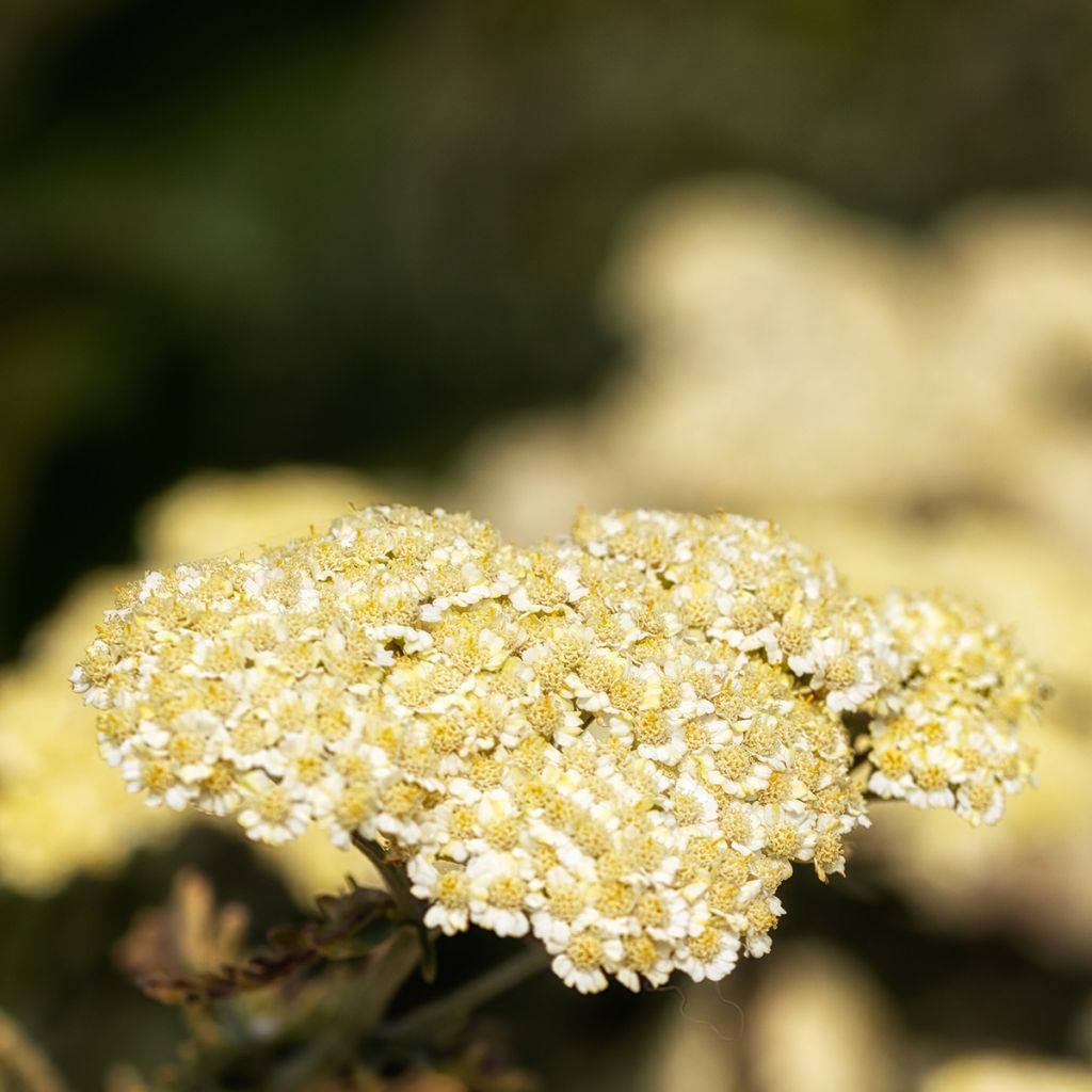 Achillée taygetea - Achillea taygetea