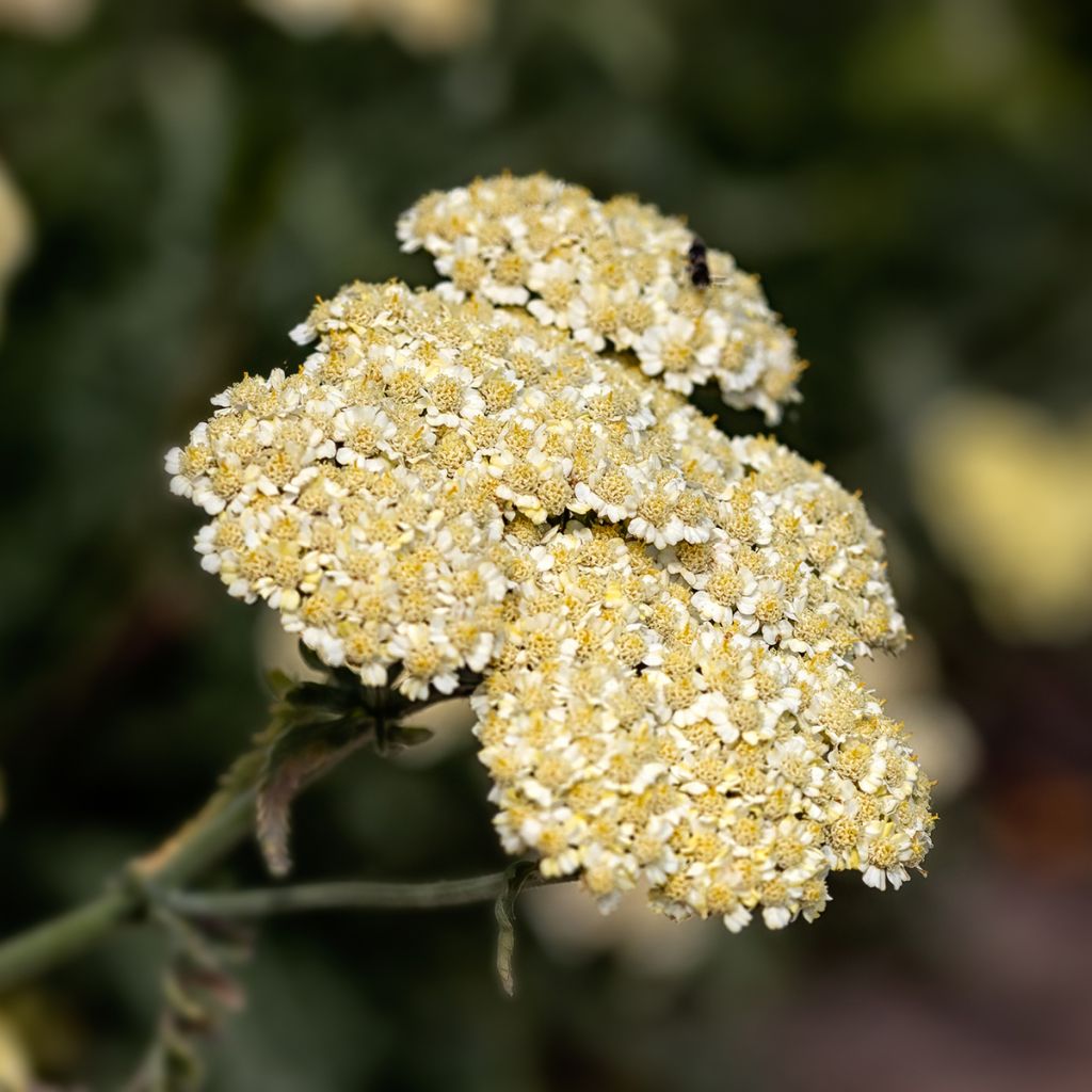 Achillée taygetea - Achillea taygetea