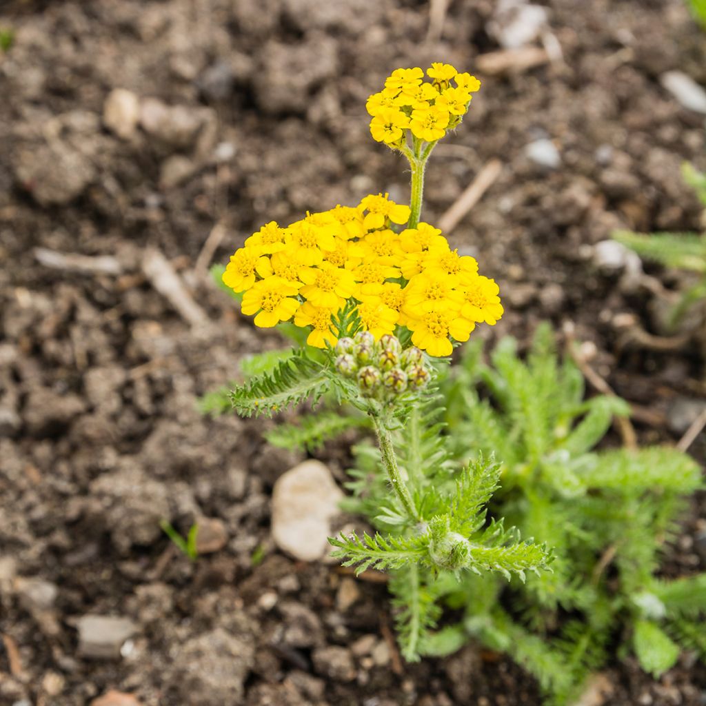 Achillée tomentosa - Herbe à dinde