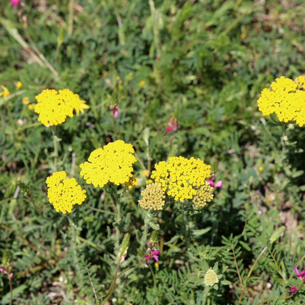 Achillée tomentosa - Herbe à dinde