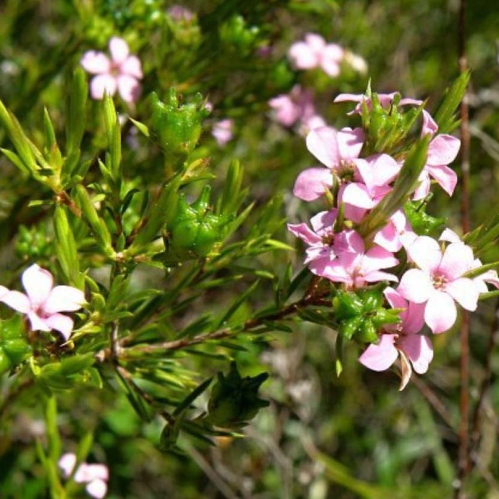 Acmadenia alternifolia