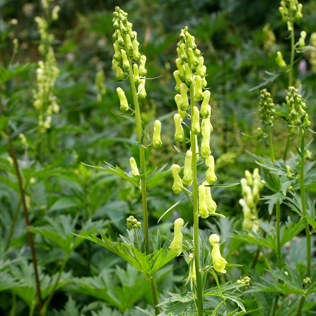 Aconit, Aconitum lycoctonum ssp. neapolitanum