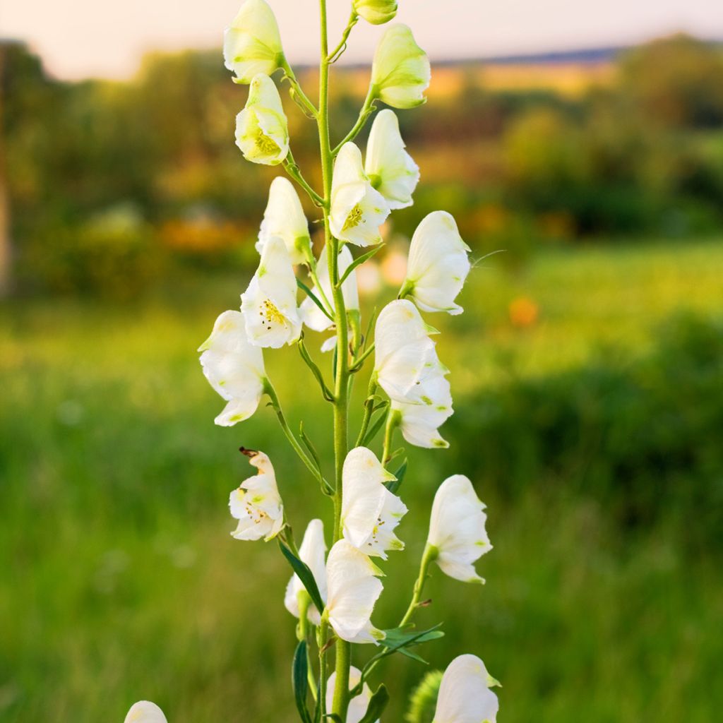 Aconit blanc - Aconitum napellus Album - Casque de Jupiter blanc