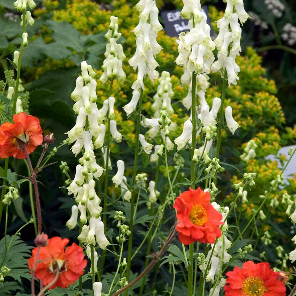 Aconit crème - Aconitum septentrionale Ivorine