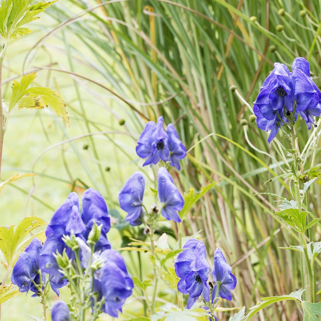 Aconit de Fischer - Aconitum fischeri