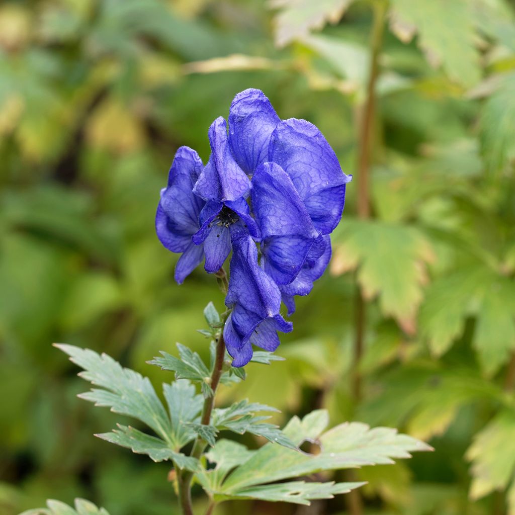 Aconit de Fischer - Aconitum fischeri