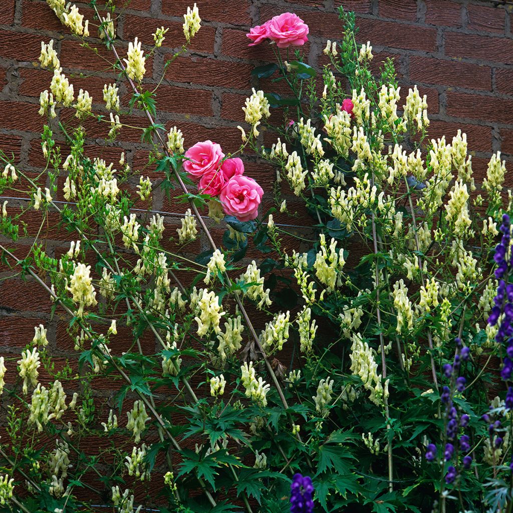 Aconit de Lamarck - Aconitum lamarckii