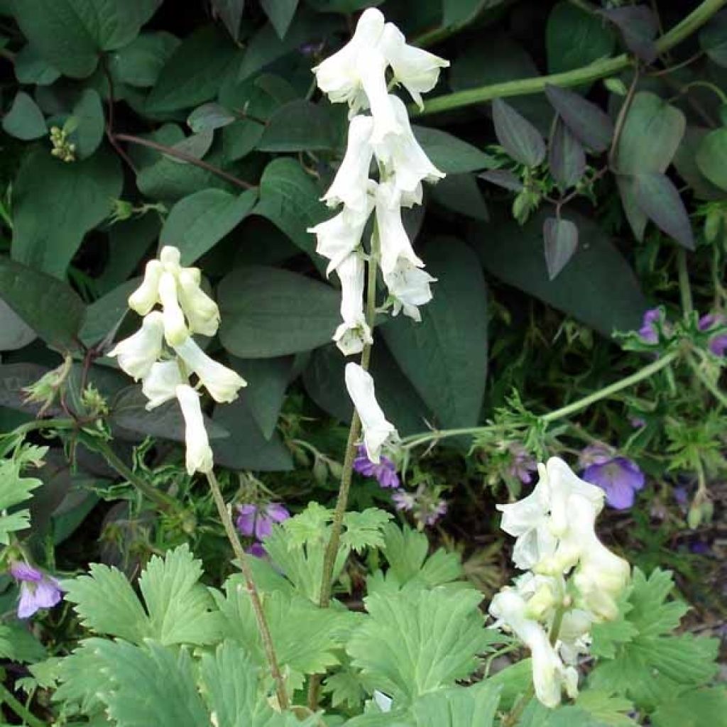 Aconite septentrionale Ivorine, Aconitum