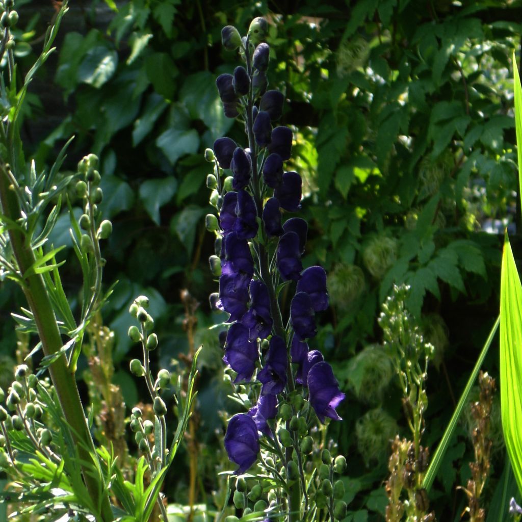 Aconite, Aconitum Spark s Variety