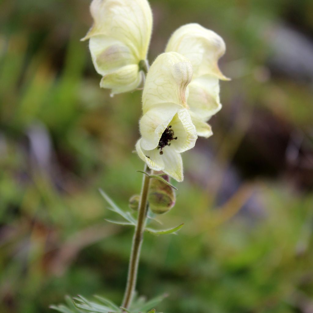 Aconitum anthora - Aconit anthore