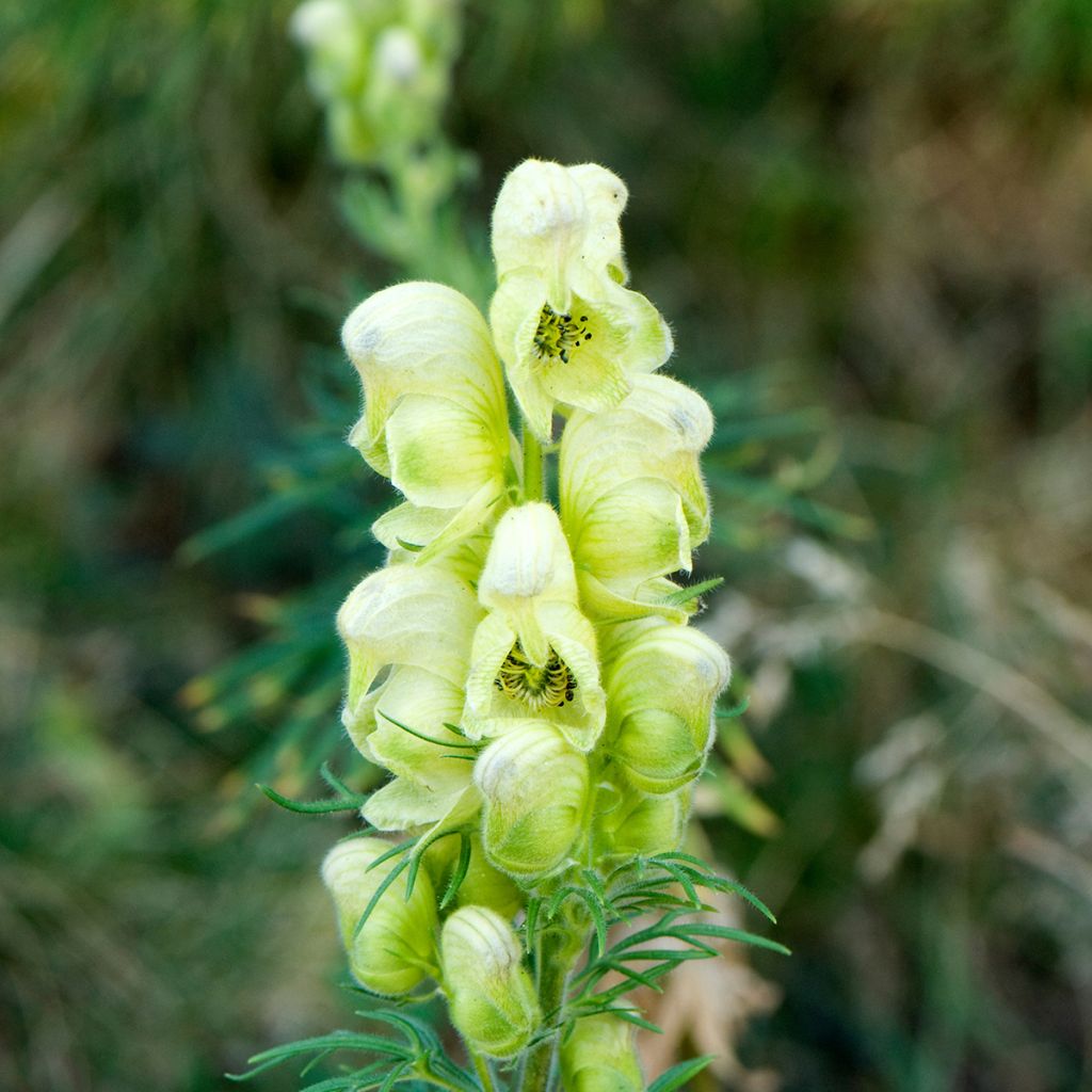 Aconitum anthora - Aconit anthore