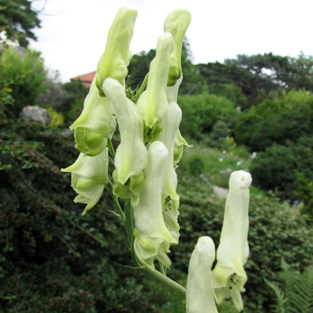 Aconit de Lamarck - Aconitum lamarckii.