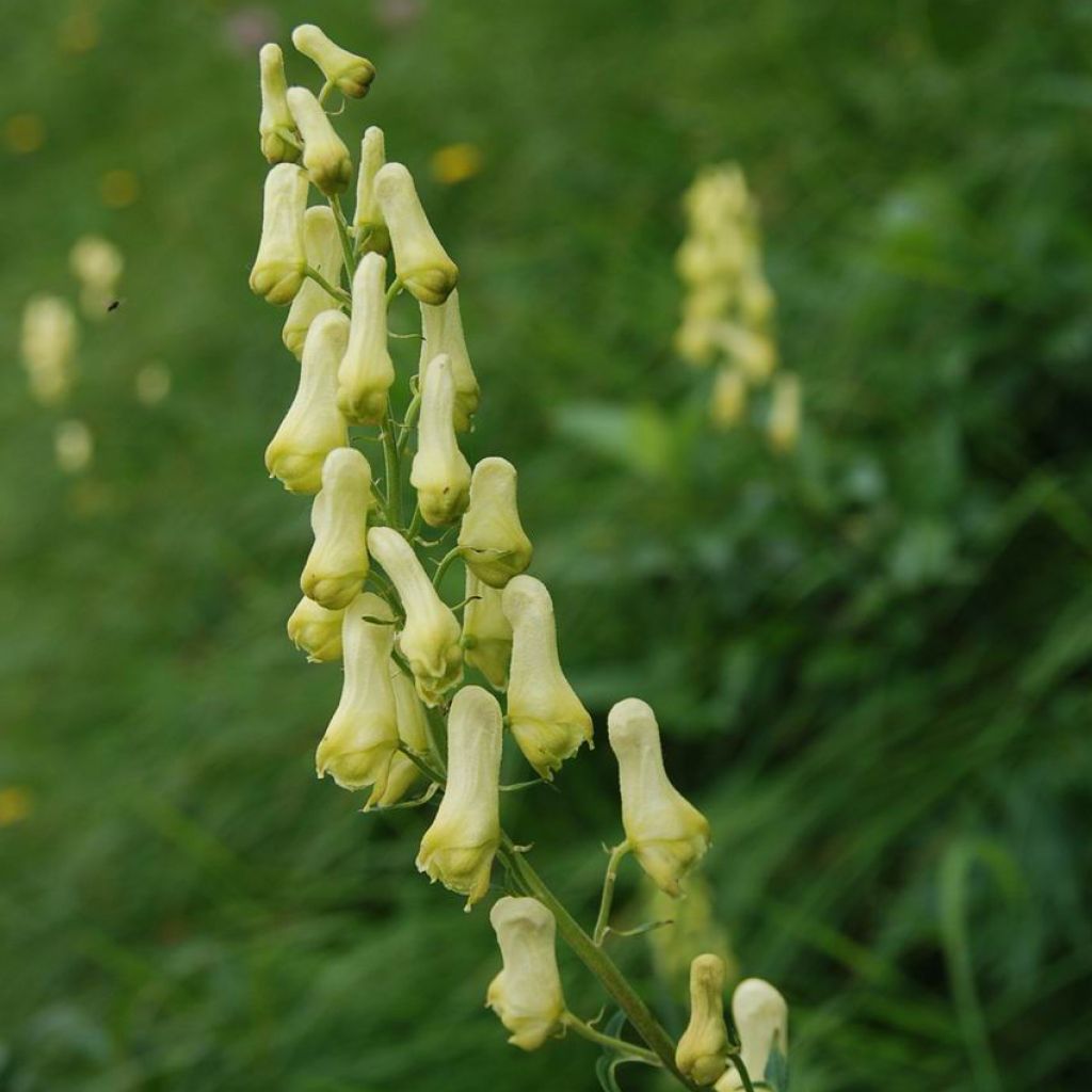 Aconite, Aconitum lycoctonum ssp. neapolitanum