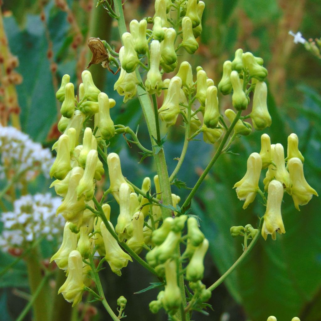 Aconit, Aconitum lycoctonum ssp. neapolitanum