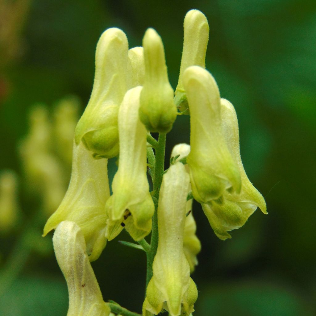 Aconit, Aconitum lycoctonum ssp. neapolitanum